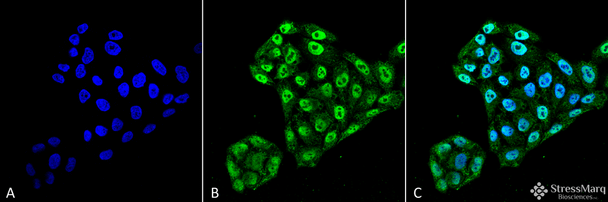 Immunocytochemistry/Immunofluorescence analysis using Mouse Anti-EndoPDI Monoclonal Antibody, Clone 2E7/7 (STMA00059). Tissue: Cervical cancer cell line (HeLa). Species: Human. Fixation: 4% Formaldehyde for 15 min at RT. Primary Antibody: Mouse Anti-EndoPDI Monoclonal Antibody (STMA00059) at 1:100 for 60 min at RT. Secondary Antibody: Goat Anti-Mouse ATTO 488 at 1:100 for 60 min at RT.