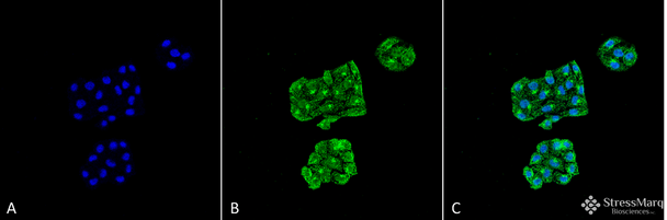 Immunocytochemistry/Immunofluorescence analysis using Mouse Anti-GRP78 Monoclonal Antibody, Clone 6H4-2G7 (STMA00054). Tissue: Cervical cancer cell line (HeLa). Species: Human. Fixation: 4% Formaldehyde for 15 min at RT. Primary Antibody: Mouse Anti-GRP78 Monoclonal Antibody (STMA00054) at 1:100 for 60 min at RT. Secondary Antibody: Goat Anti-Mouse ATTO 488 at 1:100 for 60 min at RT.