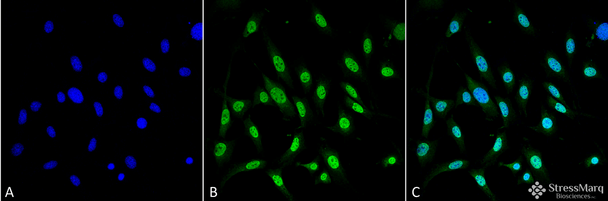 Immunocytochemistry/Immunofluorescence analysis using Mouse Anti-GRP78 Monoclonal Antibody, Clone 3C5-1A4 (STMA00062). Tissue: Fibroblast cell line (NIH 3T3). Species: Mouse. Fixation: 4% Formaldehyde for 15 min at RT. Primary Antibody: Mouse Anti-GRP78 Monoclonal Antibody (STMA00062) at 1:100 for 60 min at RT. Secondary Antibody: Goat Anti-Mouse ATTO 488 at 1:100 for 60 min at RT. Counterstain: DAPI (blue) nuclear stain at 1:5000 for 5 min RT.