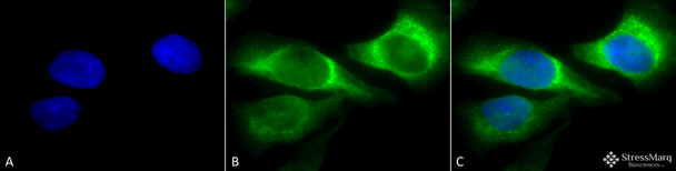 Immunocytochemistry/Immunofluorescence analysis using Mouse Anti-Hsp47 Monoclonal Antibody, Clone 1C4-1A6 (STMA00058). Tissue: Heat Shocked cervical cancer cells (HeLa). Species: Human. Fixation: 2% Formaldehyde for 20 min at RT. Primary Antibody: Mouse Anti-Hsp47 Monoclonal Antibody (STMA00058) at 1:100 for 12 hours at 4°C. Secondary Antibody: FITC Goat Anti-Mouse (green) at 1:200 for 2 hours at RT.