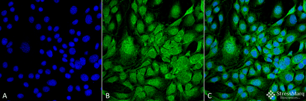 Immunocytochemistry/Immunofluorescence analysis using Mouse Anti-GRP78 Monoclonal Antibody, Clone 3G12-1G11 (STMA00063). Tissue: Fibroblast cell line (NIH 3T3). Species: Mouse. Fixation: 4% Formaldehyde for 15 min at RT. Primary Antibody: Mouse Anti-GRP78 Monoclonal Antibody (STMA00063) at 1:100 for 60 min at RT. Secondary Antibody: Goat Anti-Mouse ATTO 488 at 1:100 for 60 min at RT.