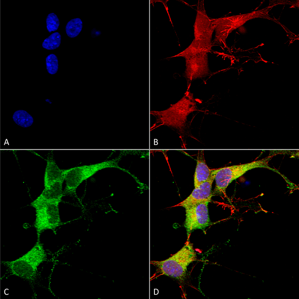 Immunocytochemistry/Immunofluorescence analysis using Mouse Anti-Ankyrin G Monoclonal Antibody, Clone N106/20 (STMA00119). Tissue: Neuroblastoma cells (SH-SY5Y). Species: Human. Fixation: 4% PFA for 15 min. Primary Antibody: Mouse Anti-Ankyrin G Monoclonal Antibody (STMA00119) at 1:100 for overnight at 4°C with slow rocking. Secondary Antibody: AlexaFluor 488 at 1:1000 for 1 hour at RT.