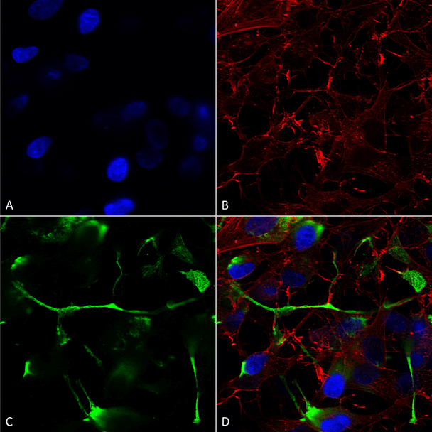 Immunocytochemistry/Immunofluorescence analysis using Mouse Anti-ATF4 Monoclonal Antibody, Clone N360A/24 (STMA00146). Tissue: Neuroblastoma cells (SH-SY5Y). Species: Human. Fixation: 4% PFA for 15 min. Primary Antibody: Mouse Anti-ATF4 Monoclonal Antibody (STMA00146) at 1:200 for overnight at 4°C with slow rocking. Secondary Antibody: AlexaFluor 488 at 1:1000 for 1 hour at RT.