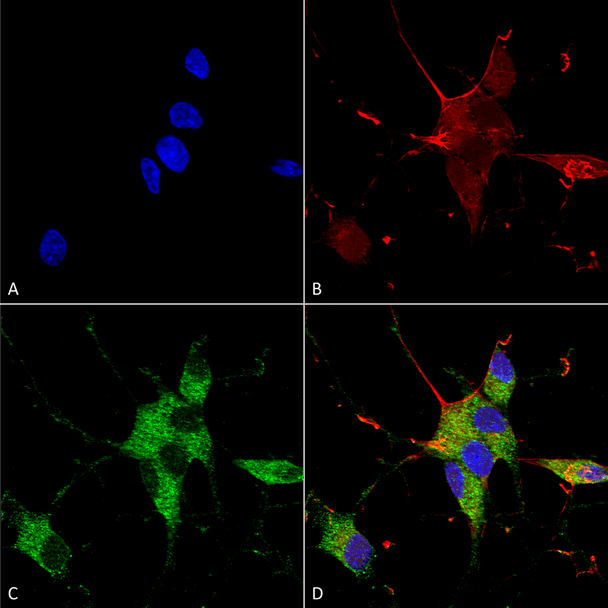 Immunocytochemistry/Immunofluorescence analysis using Mouse Anti-SHANK1/SHANK3 Monoclonal Antibody, Clone N367/51 (STMA00153). Tissue: Neuroblastoma cells (SH-SY5Y). Species: Human. Fixation: 4% PFA for 15 min. Primary Antibody: Mouse Anti-SHANK1/SHANK3 Monoclonal Antibody (STMA00153) at 1:100 for overnight at 4°C with slow rocking. Secondary Antibody: AlexaFluor 488 at 1:1000 for 1 hour at RT.