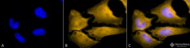 Immunocytochemistry/Immunofluorescence analysis using Rat Anti-HSF1 Monoclonal Antibody, Clone 10H4 (STMA00162). Tissue: Heat Shocked cervical cancer cells (HeLa). Species: Human. Fixation: 2% Formaldehyde for 20 min at RT. Primary Antibody: Rat Anti-HSF1 Monoclonal Antibody (STMA00162) at 1:100 for 12 hours at 4°C. Secondary Antibody: R-PE Goat Anti-Rat (yellow) at 1:200 for 2 hours at RT.