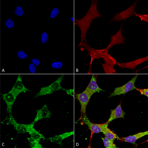 Immunocytochemistry/Immunofluorescence analysis using Mouse Anti-GABA-A Receptor Alpha 4 Monoclonal Antibody, Clone N398A/34 (STMA00168). Tissue: Neuroblastoma cells (SH-SY5Y). Species: Human. Fixation: 4% PFA for 15 min. Primary Antibody: Mouse Anti-GABA-A Receptor Alpha 4 Monoclonal Antibody (STMA00168) at 1:50 for overnight at 4°C with slow rocking. Secondary Antibody: AlexaFluor 488 at 1:1000 for 1 hour at RT.