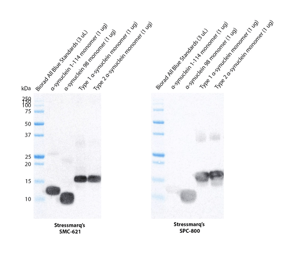 Western blot analysis comparing STMA00225 with STPA00086 showing differences in detection of Recombinant Human Alpha Synuclein aa 1-114 Monomer, Recombinant Human Alpha Synuclein-98 Monomer, and Recombinant Human Alpha Synuclein Full-length Monomers. Block: 5% skim milk for 1/2 hour at RT.
