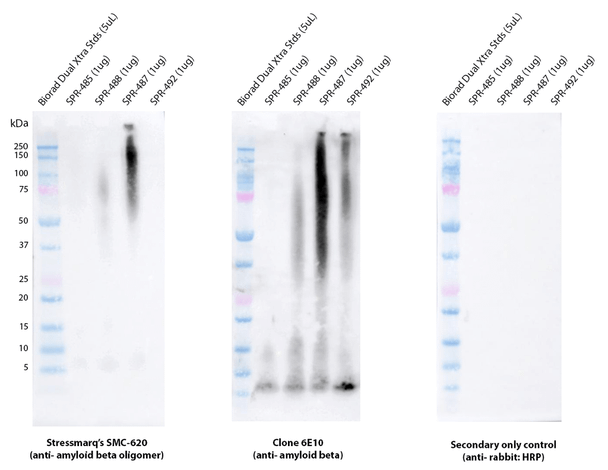 Western blot analysis comparing detection of Amyloid Beta 1-42 constructs (amyloid beta 1-42 peptide; amyloid beta 1-42 oligomers; amyloid beta 1-42 pre-formed fibrils; amyloid beta pyroglutamate 3-42 pre-formed fibrils). Block: 5% skim milk. Primary Antibodies: Rabbit Anti-Amyloid Beta 1-42 oligomer monoclonal antibody (STMA00224, clone 2F9) & Mouse Anti-Amyloid Beta 1-16 monoclonal antibody (Biolegend 803001, clone 6E10), at 1:10,000 & 1:1000.