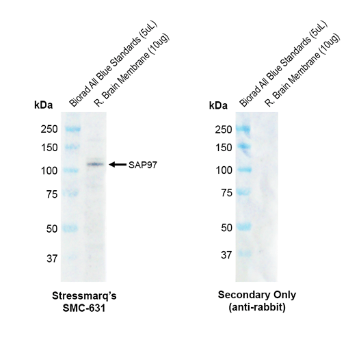 Western blot analysis with Rabbit Anti-Rat SAP97 Monoclonal Antibody, Clone G28 (STMA00235) showing detection of Rat SAP97 protein in a Rat brain membrane lysate. Block: 2% skim milk + 2% BSA for 1 hour at RT. Primary Antibody: Rabbit Anti-Rat SAP97 Recombinant Monoclonal [G28] (STMA00235) at 1:1000 for 2 hours at RT. Secondary Antibody: Goat anti-rabbit IgG-HRP (H&L) at 1:5000 for 1 hour at RT.