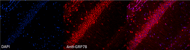 Immunocytochemistry/Immunofluorescence analysis using Rabbit Anti-GRP78 Polyclonal Antibody (STPA00006). Tissue: Hippocampal Section. Species: Mouse. Fixation: 4% Formaldehyde for 12 hours at RT. Paraffin embedded. Primary Antibody: Rabbit Anti-GRP78 Polyclonal Antibody (STPA00006) at 1:100 for 12 hours at 4°C. Secondary Antibody: Alexa Fluor 555 Goat Anti-Rabbit at 1:250 for 1 hour at RT. Counterstain: Hoechst at 1:1000 for 10 min at RT.
