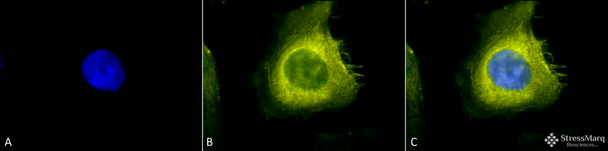 Immunocytochemistry/Immunofluorescence analysis using Rabbit Anti-CDC37 Polyclonal Antibody (STPA00020). Tissue: Heat Shocked Cervical cancer cell line (HeLa). Species: Human. Fixation: 2% Formaldehyde for 20 min at RT. Primary Antibody: Rabbit Anti-CDC37 Polyclonal Antibody (STPA00020) at 1:200 for 12 hours at 4°C. Secondary Antibody: R-PE Goat Anti-Rabbit (yellow) at 1:200 for 2 hours at RT.