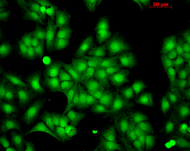 Immunocytochemistry/Immunofluorescence analysis using Rabbit Anti-HSP22 Polyclonal Antibody (STPA00030). Tissue: HaCaT cells. Species: Human. Fixation: Cold 100% methanol at -20C for 10 minutes. Primary Antibody: Rabbit Anti-HSP22 Polyclonal Antibody (STPA00030) at 1:100 for 12 hours at 4°C. Secondary Antibody: FITC Goat Anti-Rabbit at 1:50 for 1-2 hours at RT in dark. Localization: Nuclear Staining.