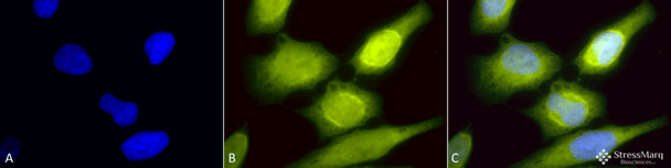 Immunocytochemistry/Immunofluorescence analysis using Rabbit Anti-AHA1 Polyclonal Antibody (STPA00032). Tissue: Heat Shocked Cervical cancer cell line (HeLa). Species: Human. Fixation: 2% Formaldehyde for 20 min at RT. Primary Antibody: Rabbit Anti-AHA1 Polyclonal Antibody (STPA00032) at 1:60 for 12 hours at 4°C. Secondary Antibody: R-PE Goat Anti-Rabbit (yellow) at 1:200 for 2 hours at RT.