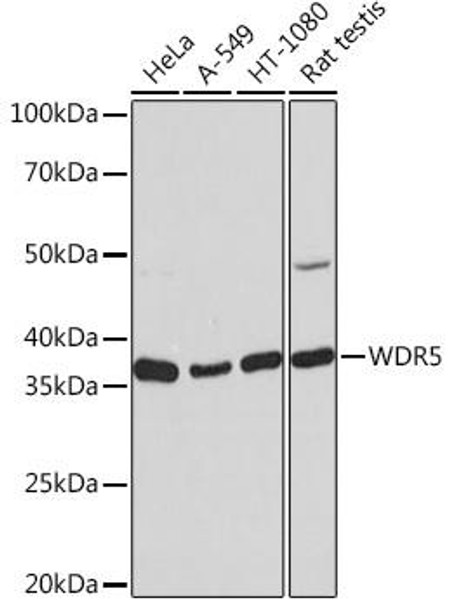 Anti-WDR5 Antibody (CAB3259)