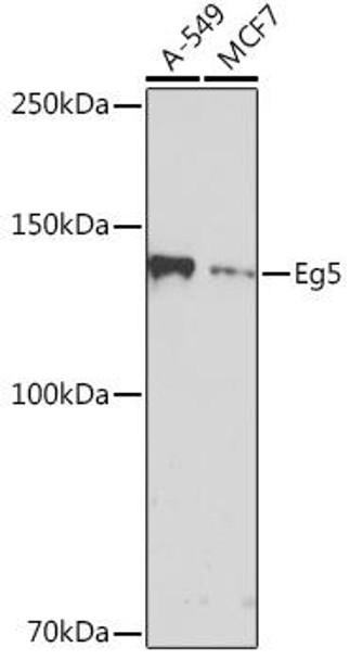 Anti-Eg5 Antibody (CAB4659)