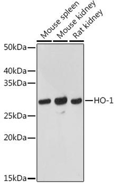 Anti-HO-1 Antibody (CAB1346)