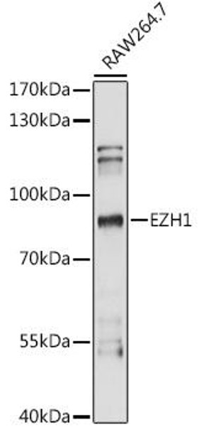 Anti-EZH1 Antibody (CAB15272)