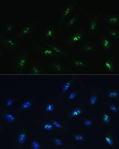 Anti-HNF4G Antibody (CAB16051)