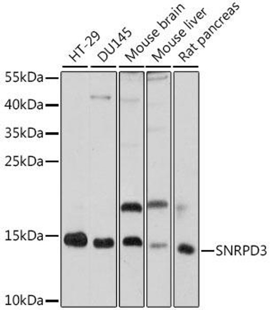 Anti-SNRPD3 Antibody (CAB16070)
