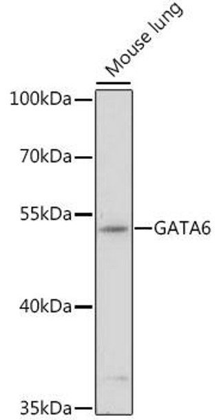 Anti-GATA6 Antibody (CAB16634)
