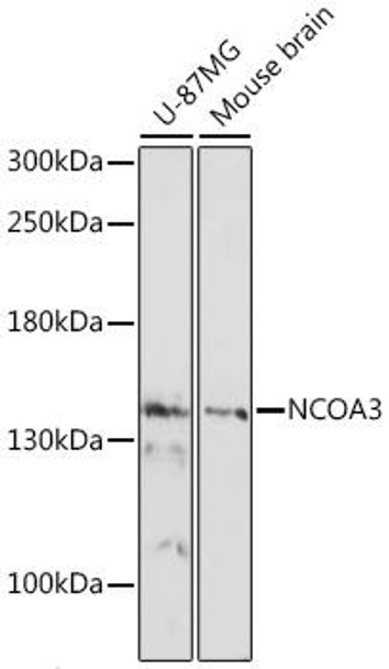 Anti-NCOA3 Antibody (CAB17330)