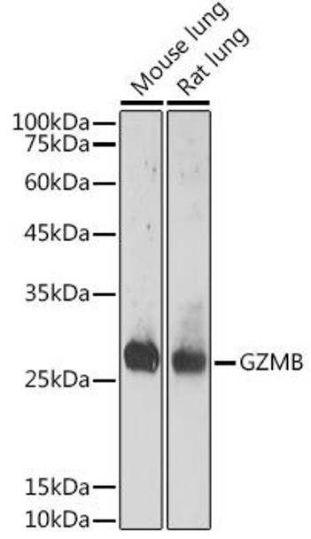 Anti-GZMB Antibody (CAB2557)