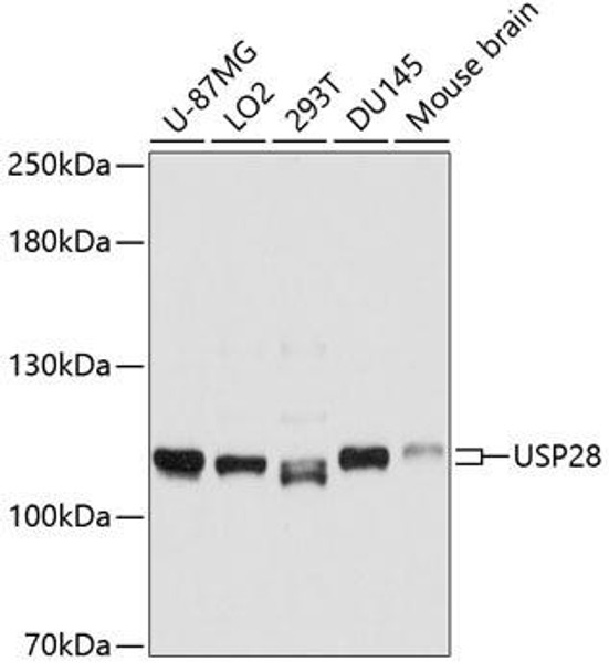 Anti-USP28 Antibody (CAB10400)