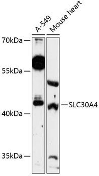 Anti-SLC30A4 Antibody (CAB13053)