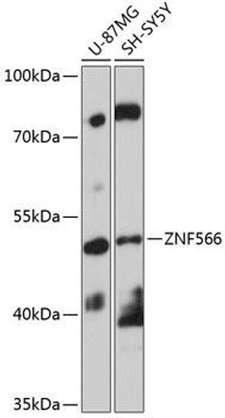 Anti-ZNF566 Antibody (CAB14432)