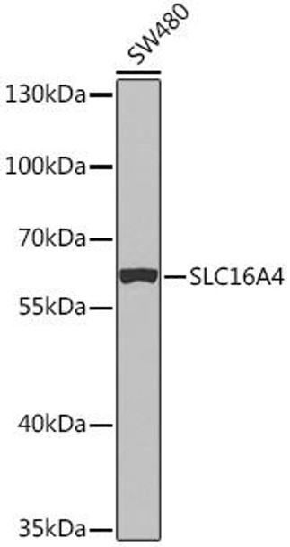 Anti-SLC16A4 Antibody (CAB14818)