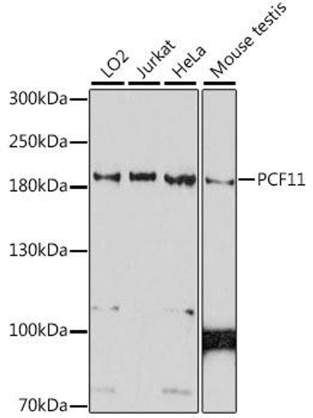 Anti-PCF11 Antibody (CAB16533)
