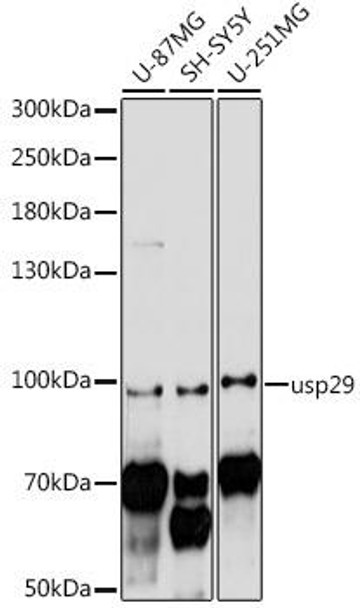 Anti-usp29 Antibody (CAB16564)