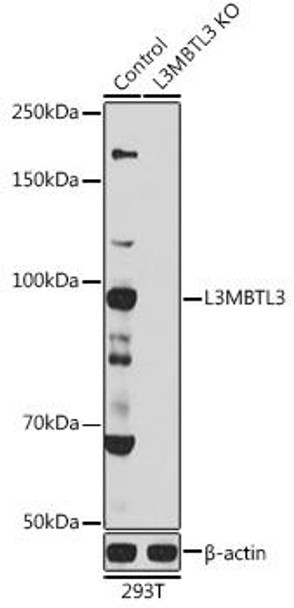 Anti-L3MBTL3 Antibody (CAB7289)[KO Validated]