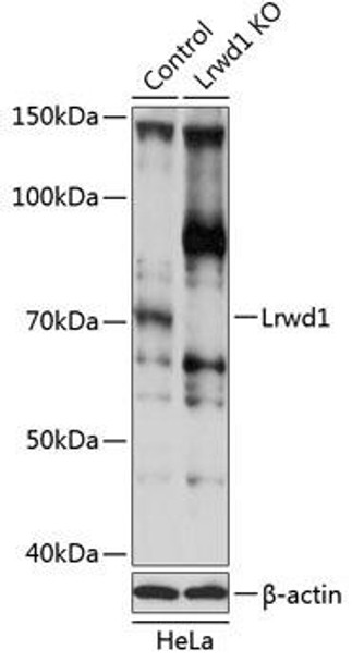 Anti-Lrwd1 Antibody (CAB19843)[KO Validated]