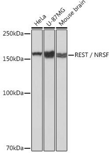 Anti-REST / NRSF Antibody (CAB2415)