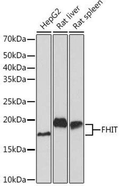 Anti-FHIT Antibody (CAB9072)