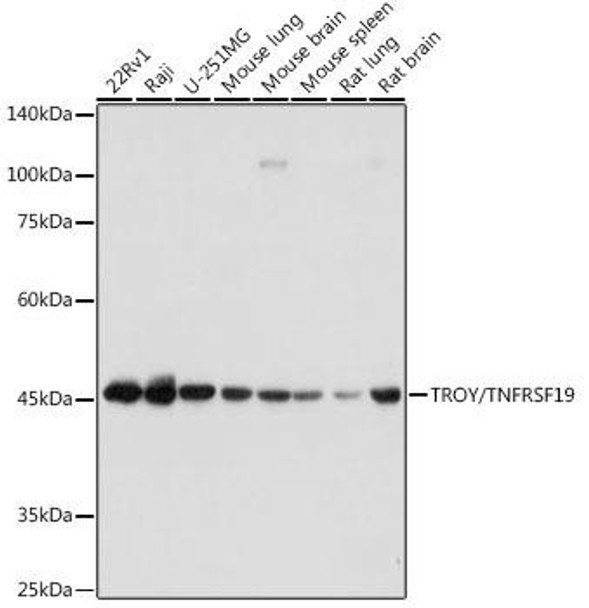 Anti-TROY/TNFRSF19 Antibody (CAB19235)