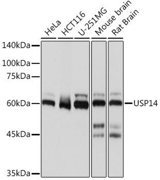 Anti-USP14 Antibody (CAB19589)
