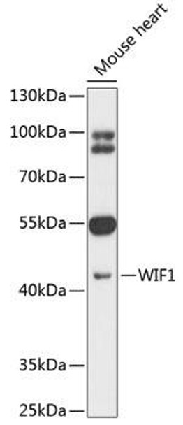 Anti-WIF1 Antibody (CAB12969)