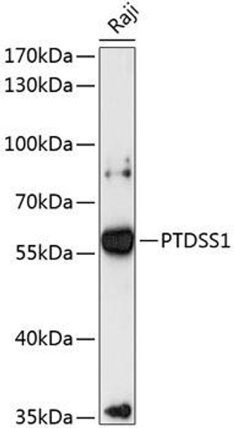 Anti-PTDSS1 Antibody (CAB13065)