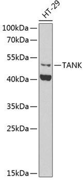 Anti-TANK Antibody (CAB6763)