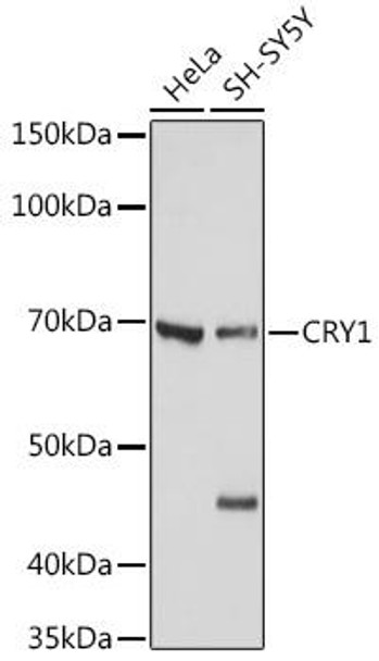 Anti-CRY1 Antibody (CAB6890)