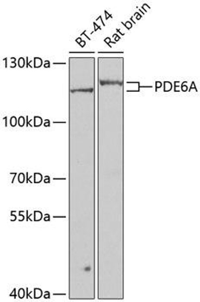 Anti-PDE6A Antibody (CAB7915)