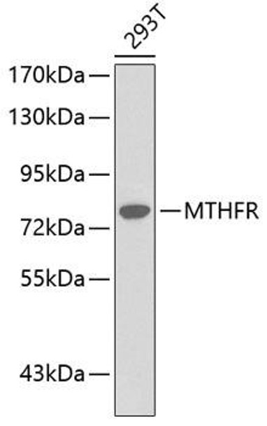 Anti-MTHFR Antibody (CAB0305)