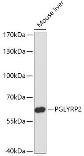 Anti-PGLYRP2 Antibody (CAB17814)