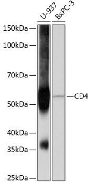 Anti-CD4 Antibody (CAB19018)