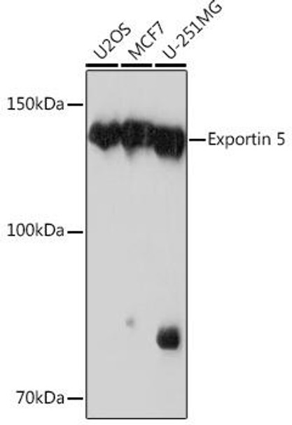 Anti-Exportin 5 Antibody (CAB3813)