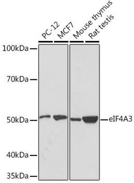 Anti-eIF4A3 Antibody (CAB8985)