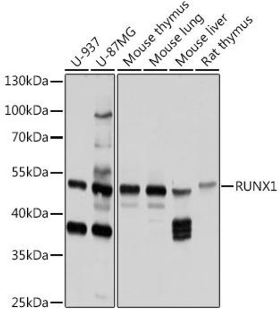 Anti-RUNX1 Antibody (CAB0400)