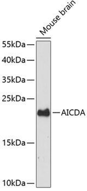 Anti-AICDA Antibody (CAB12372)